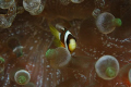   anemone fish wakatobi indonesia  